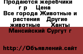 Продаются жеребчики 14,15 16 г.р  › Цена ­ 177 000 - Все города Животные и растения » Другие животные   . Ханты-Мансийский,Сургут г.